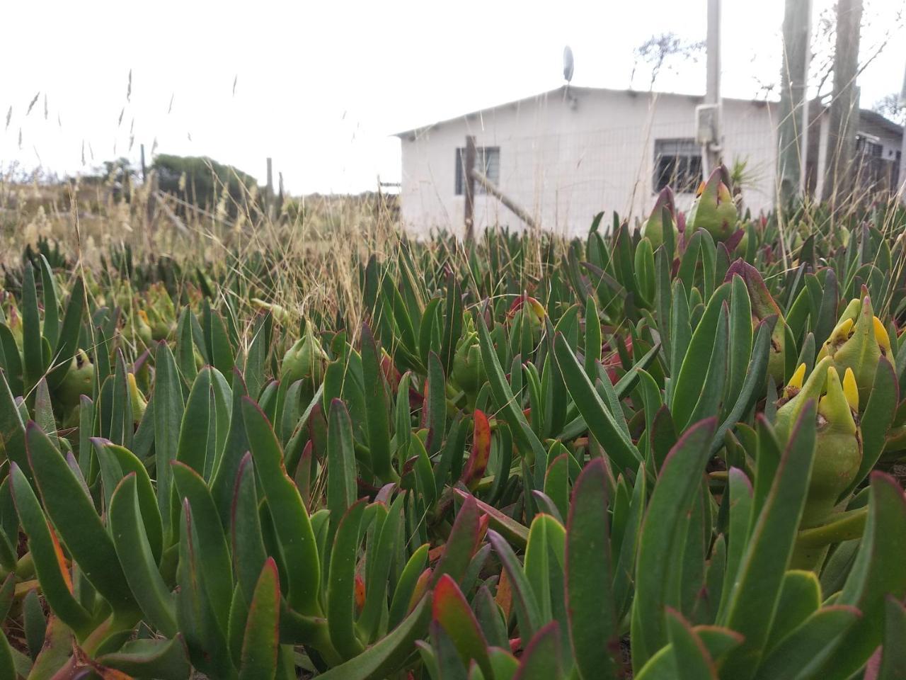 הוילה קוצ'ייה אלטה La Casa De Juan מראה חיצוני תמונה